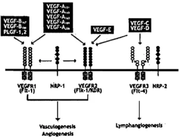 Figure 2.  La famille des VEGFRs et leurs ligands  spé~ifiques. 