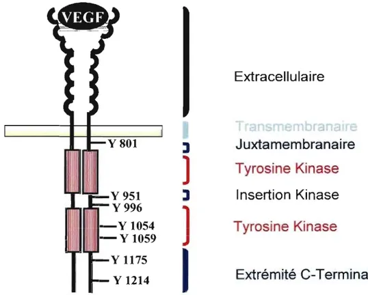 Figure 3.  Représentation de la structure du VEGFR2 