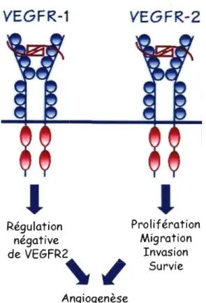 Figure  4.  Rôle  et  activités  biologiques  associées  aux  deux  récepteurs  du  VEGF-A  dans le  contexte d'angiogenèse