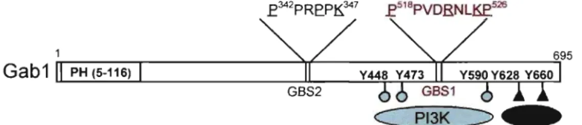 Figure 5.  Domaines caractéristiques de la protéine adaptatrice Gabl  et ses principaux  partenaires d'interaction
