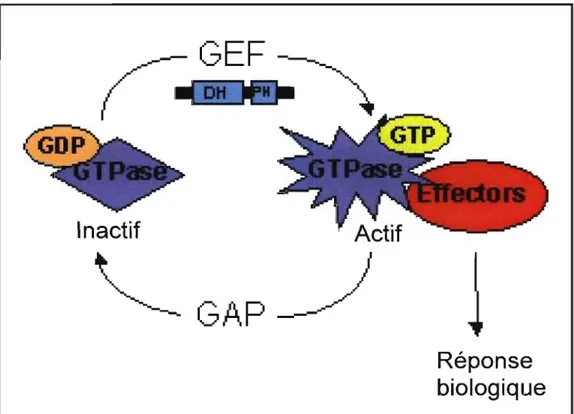 Figure 7 : Mécanisme de régulation des RhoGTPases assurant une réponse  biologique adéquate 