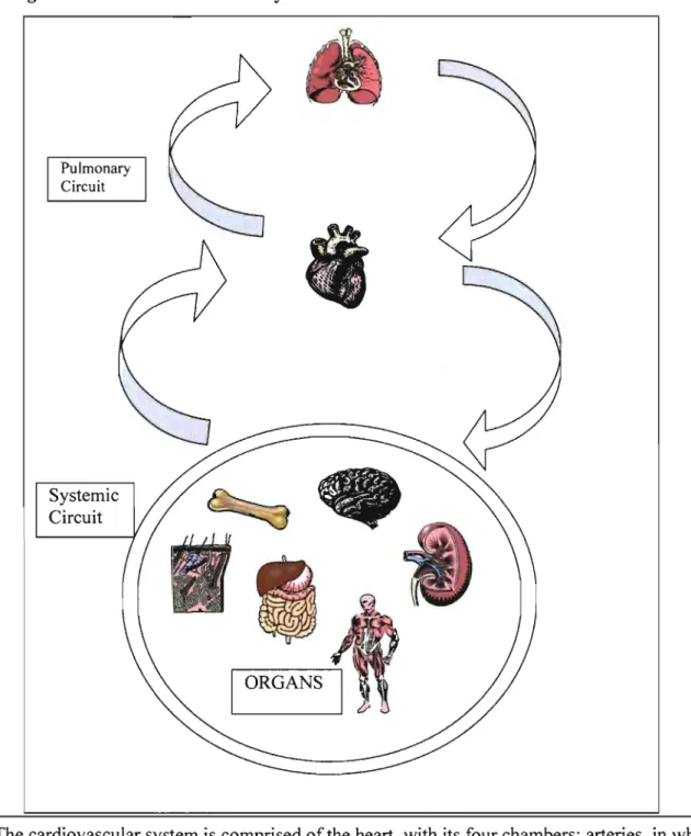 Figure 1 - The Cardiovascular System  Pulmonary  Circuit  Systemic  Circuit  ORGANS 
