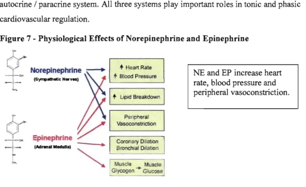 Figure  7 - Physiological Effects  of Norepinephrine  and Epinephrine  Çr'"'  <> , ~ 1  --<:-Qo  H  _ 