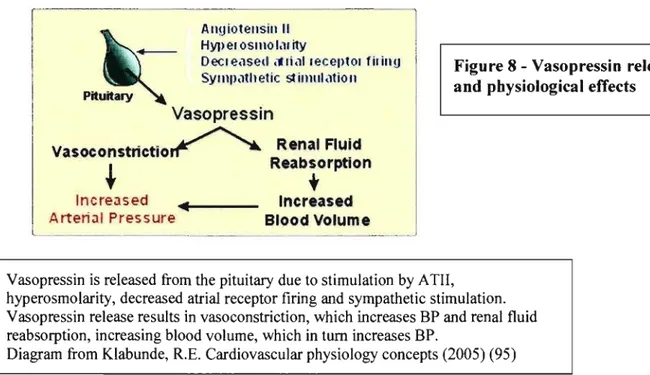 Figure 8 - Vasopressin  release  and physiological efTects 