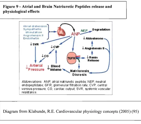 Figure 9 - Atrial and Brain Natriuretic Peptides release and  physiological effects 