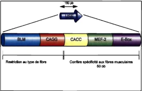 Figure 7 : Structure de l'activateur USE 