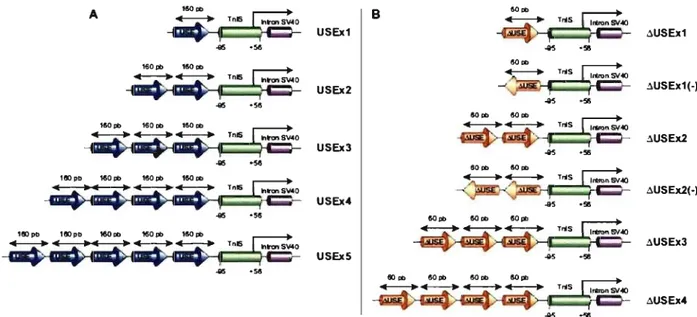 Figure  Il :  Structure de l'activateur tronqué du AUSE 