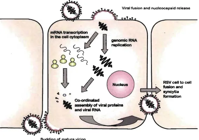 Figure 3.  The schematic representation of the  replicative  cycle of RSV.  The  attachment  protein  Gand  fusion  protein  F mediate RSV  entry and  uptake respectively 