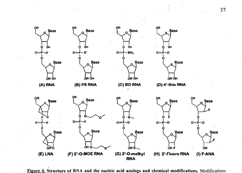 Figure  4.  Structure of RNA  and  the  nucleic  acid  analogs  and  chemical  modifications