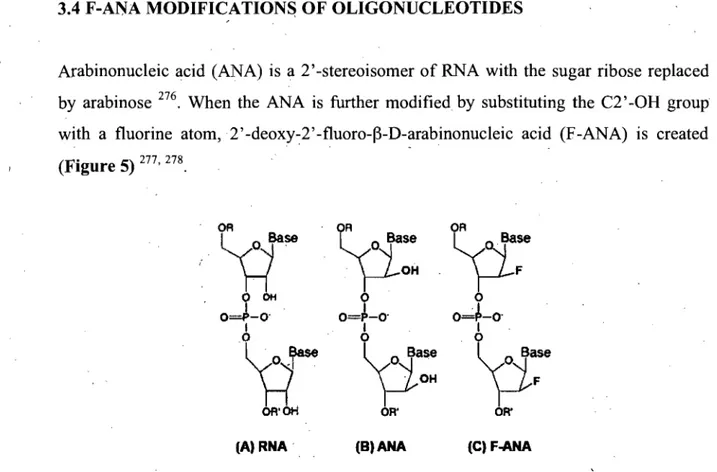 Figure 5 Chemical structure of Ribonucleic and arabinonucleic acids.  Inversion  of configuration at  the  2'-position  of (A)  RNA  and  2'-F-RNA  gives  the  corresponding  epimeric  arabinonucleic'  acids,  (B)  ANA  and (C) F-ANA
