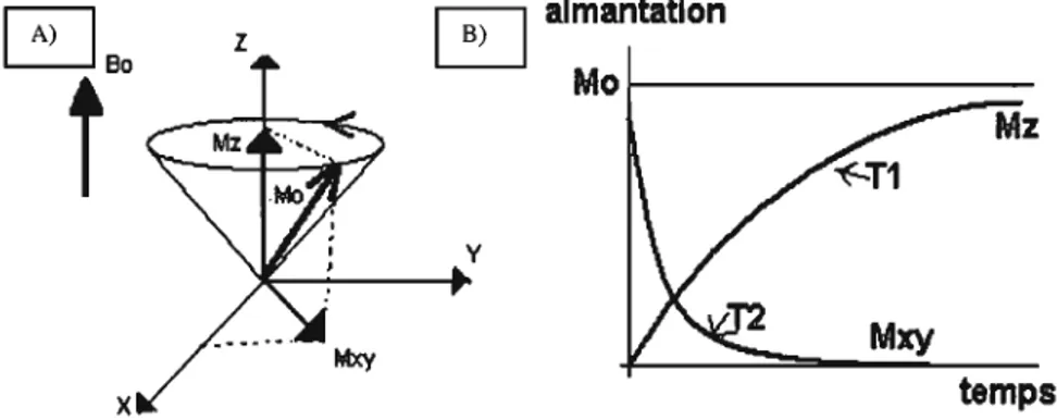 Figure  4  - A)  Le  moment  magnétique  du  noyau  tourne  à  la fréquence  de  Larmor  grâce  au  champ  Bo  et  aux  impulsions  de  radiofréquence  perpendiculaires