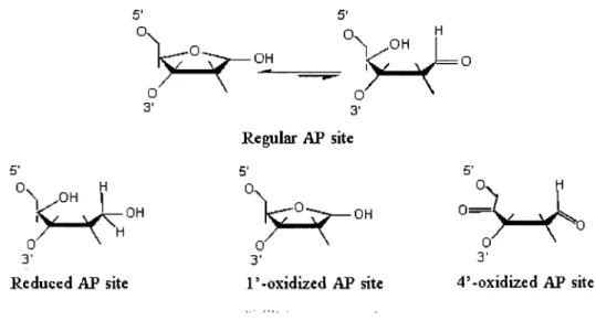 Figure 1-2: Different Forms of AP Sites (adàpted from  [3]) 