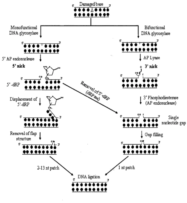 Figure  1-3:  Base  Excision  Repair  (BER)  Pathway  (adapted  from 