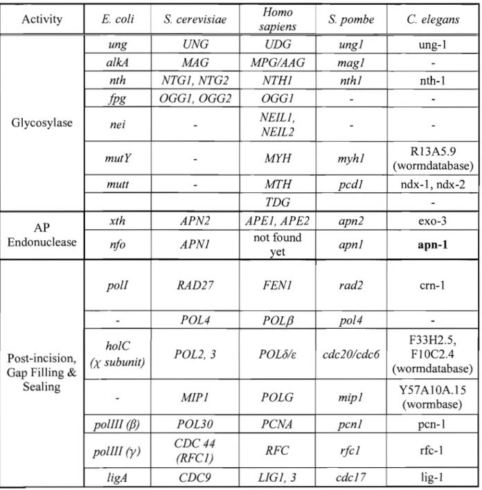 Table 1-1:  Homologous BER Genes in Different Organisms 