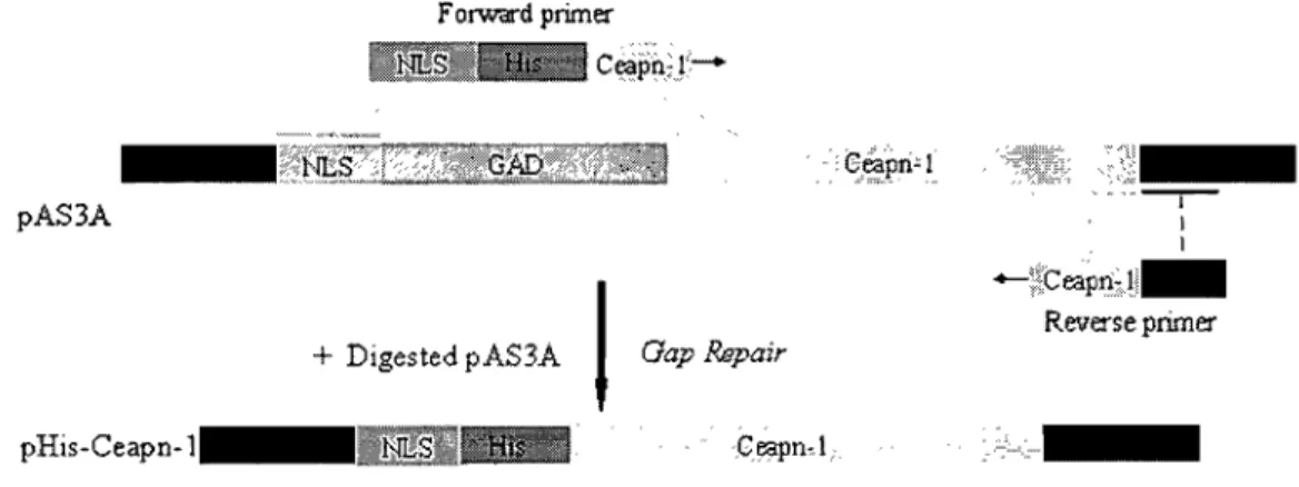 Figure  3-1:  Construction  of  Ceapn-l  Expression  Plasmid  with  N- N-Terminal His Tag 