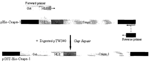 Figure  3-4:  Construction  of Ceapn-l  Expression  Plasmid  with  dual tagged N-terminal GST and C-terminal His 