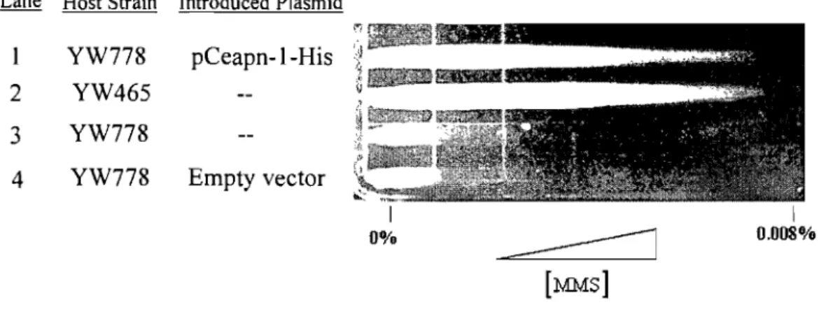 Figure 3-5: Cross Species Complementation Analysis 