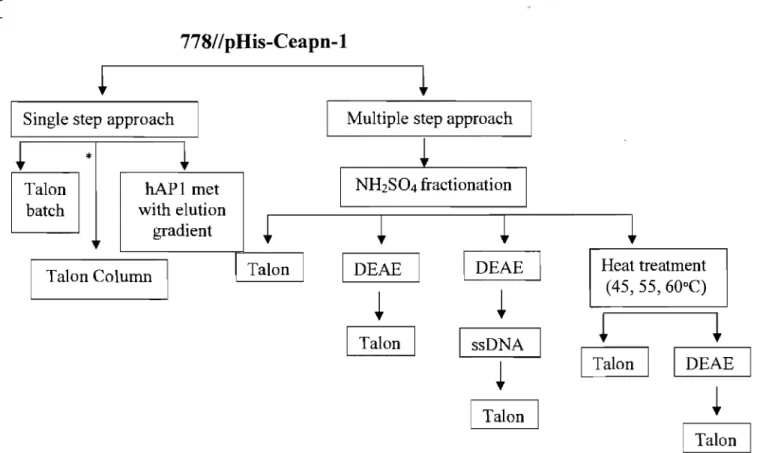 Figure 3-6:  Purification ofHIS-CeAPN-l 