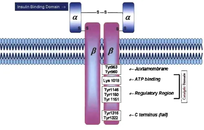 Figure 3:  Schematic representation of the structure of the insulin receptor 