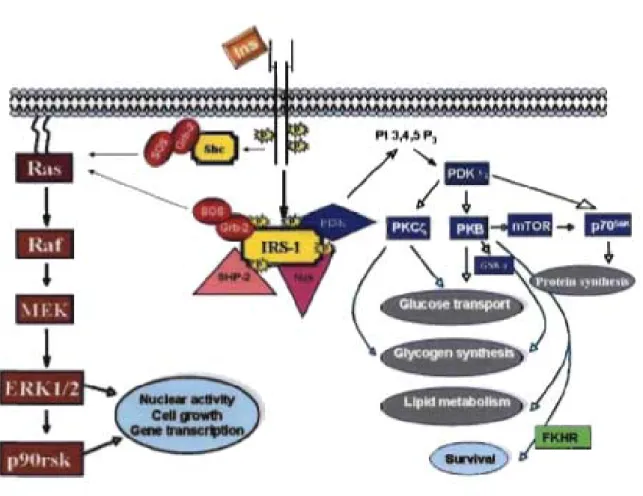 Figure 4:  Schematic model showing key elements orthe insulin-signaling cascade 