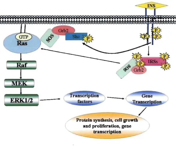 Figure 5: Schematic diagram showing key steps involved in insulin-induced activation  ofERK1I2 