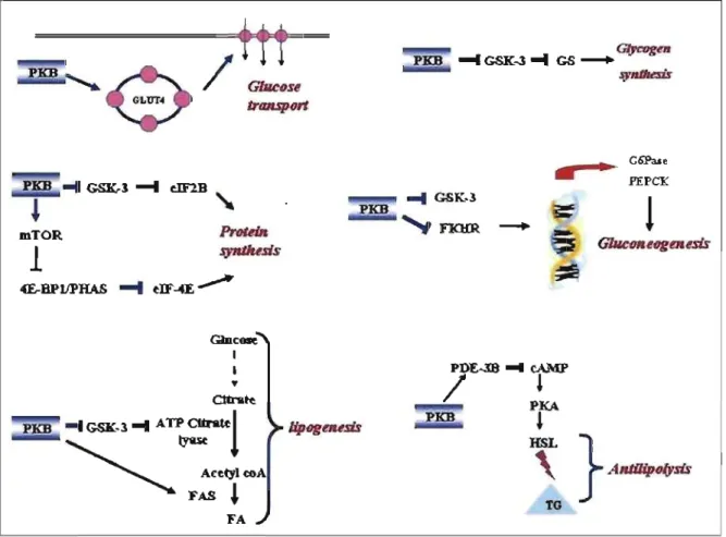 Figure 7:  Graphie representation showing a  role of PKB in the regulation of  earbohydrate metabolism 
