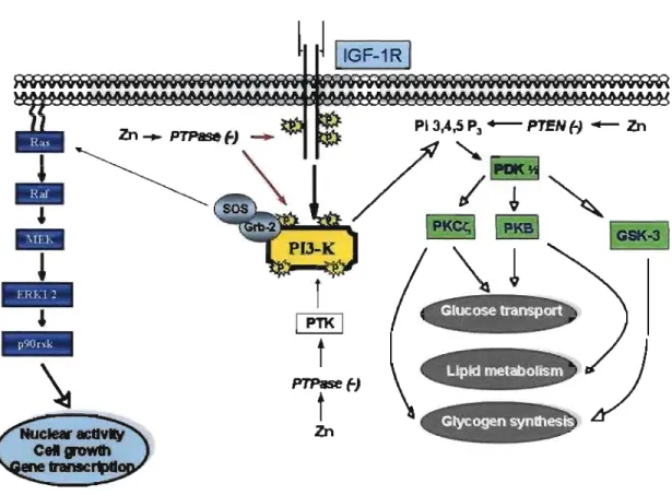 Figure 8:  A  model summarizing the  mechanisms of Zn-induced  responses  in  IGF-IR  signalling