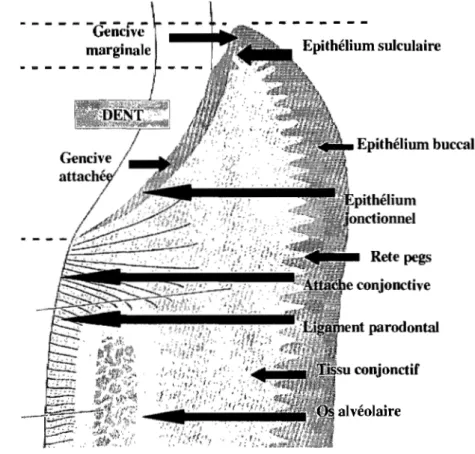 Figure 1 Représentation schématique des différentes composantes anatomiques du  parodonte