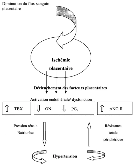 Figure 3 Mécanismes impliqués dans la survenue d'une HTA dans la prééclampsie.(187) 