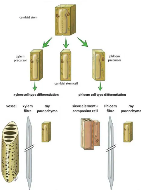 Figure 5 : Formation du xylème et du phloème à partir des cellules cambiales (Ployet, 2017)  adaptée de (Schuetz, Smith and Ellis, 2013)