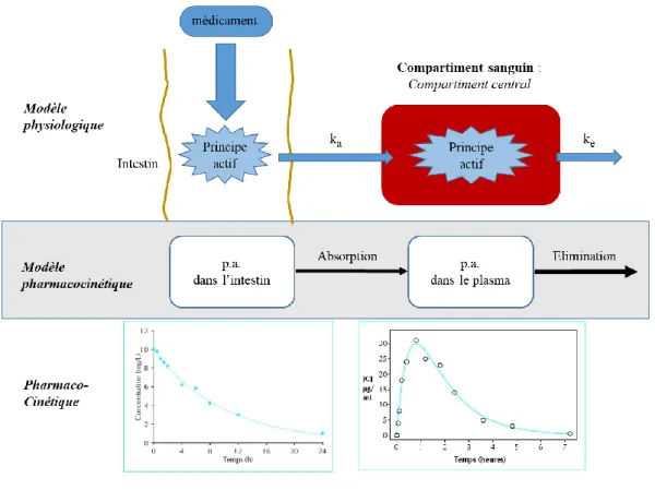 Figure 10 : Modèle mono-compartimental après administration orale d’un médicament sous  forme d’un bolus