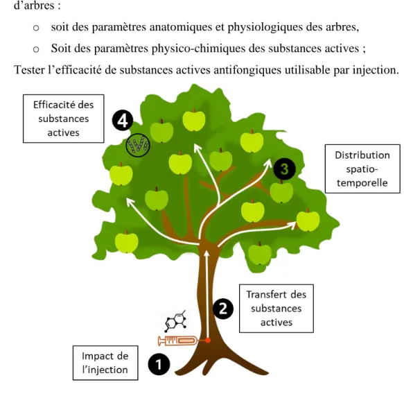 Figure 11 : Représentation schématique des différents objectifs en lien avec les étapes survenant  après l’injection