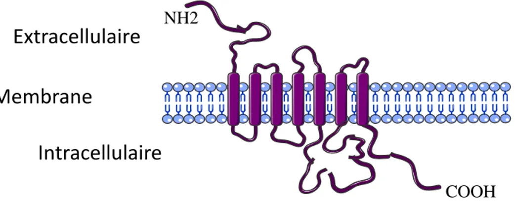 Figure 1- Représentation schématique d’un RCCK et de ses domaines transmembranaires 