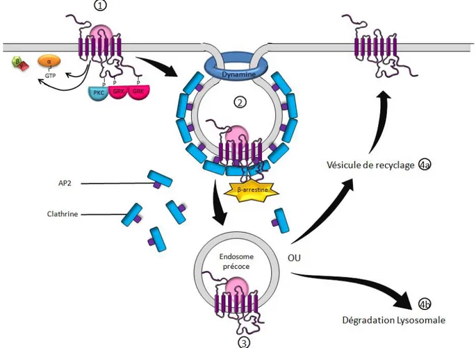 Figure 2- Représentation schématique de l’internalisation d’un RCCK. 1) Désensibilisation  du récepteur via sa phosphorylation par des kinases 2) Endocytose dépendante de la clathrine,  formation d'un puits et étranglement de la vésicule par un anneau de dynamine 3) Formation  d'un endosome précoce 4a) Recyclage du récepteur 4b) Dégradation dans les lysosomes 