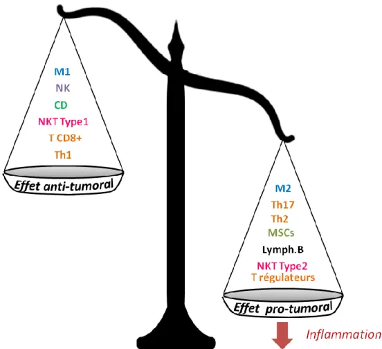 Figure 4 – Balance entre les effets pro et antitumoraux des différentes effecteurs du système  immunitaire 