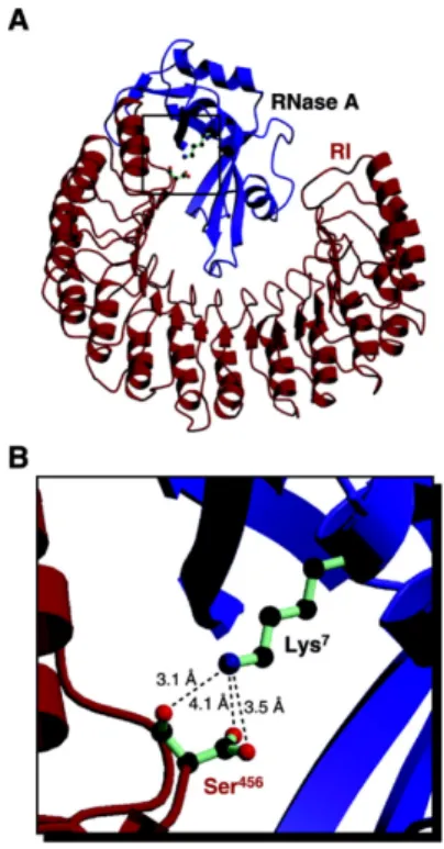 Figure	4-2	:	interaction	de	l'inhibiteur	de	RNase	avec	la	RNase	A. 7 	