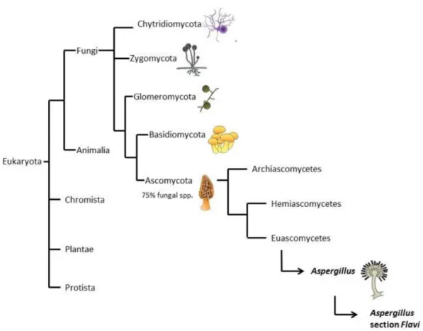 Figure 1: Fungi classification. The figure shows the relationships of fungi with other groups of  Eukaryotes