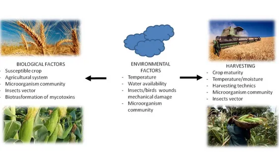 Figure 4: Pre-harvest contamination and main factors affecting mold contamination. Modified from Paterson  and Lima 2010