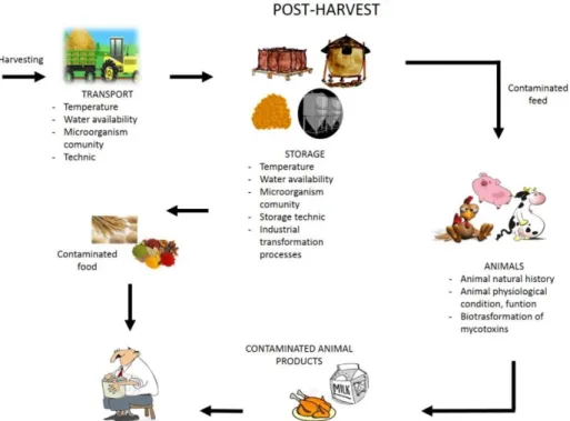 Figure 6: Post-harvest contamination and main factors affecting mold contamination. Modified from Paterson  and Lima 2010