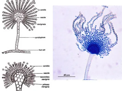 Figure 8. Aspergillum structure. Figures on left represent the mature conidiophore with primary sterigmata  (above) and secondary sterigmata (below); right figure microscopic photo of Aspergillus flavus