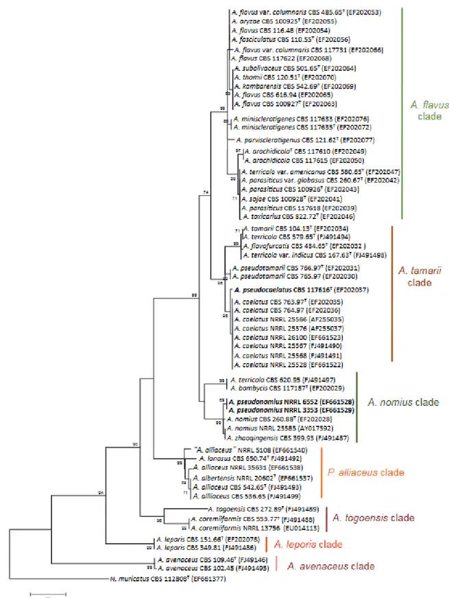 Figure 10. Maximum parsimony phylogenetic tree based on β-tubulin gene. Bootstrap values are indicated  above 70% (reprinted from Varga et al