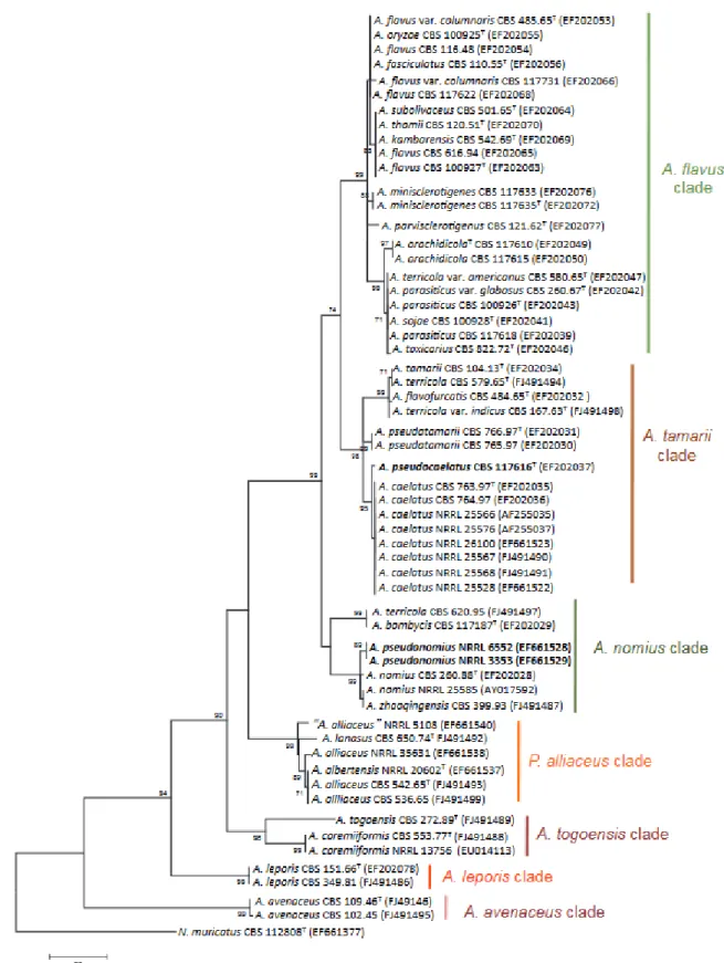 Figure 10. Maximum parsimony phylogenetic tree based on β-tubulin gene. Bootstrap values are indicated  above 70% (reprinted from Varga et al