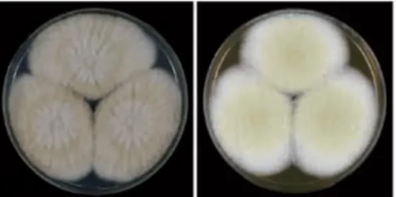 Figure 11. Colonies of Aspergillus avenaceus CBS109.46. Cultures on CYA and MEA, 7 days at 25 °C (modified  Varga et al