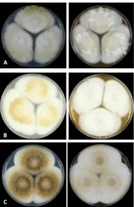 Figure 21. Colonies of Aspergillus nomius clade. A= A. nomius CBS260.88; B= A. pseudonomius; C= A