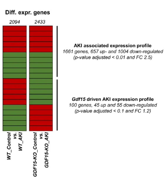 Figure  2:  Scheme  of  the  differential  expression  analysis  for  up-  (red)  and  down-regulated  (green)  gene  expression profiles associated with AKI and AKI potentially driven by Gdf15