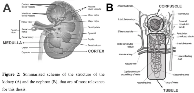 Figure  2:  Summarized  scheme  of  the  structure  of  the  kidney (A) and the nephron (B), that are of most relevance  for this thesis