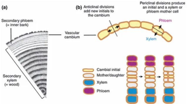 Figure  3:  Schémas  de  la  formation  des  tissus  vasculaires  secondaires.  a)  Organisation  des  tissus  vasculaires  secondaires