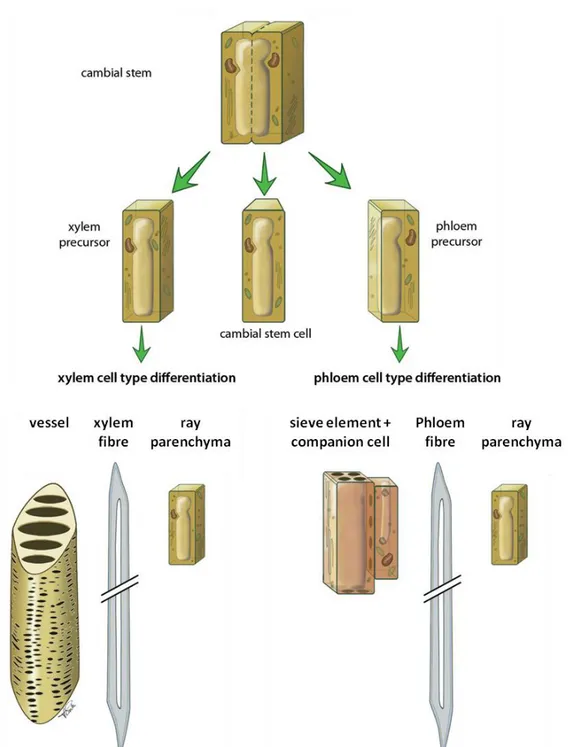 Figure 4: Différenciation des cellules du xylème et phloème secondaires. Adapté de Schuetz et al.,  2013