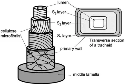 Figure 8: Structure tridimensionnelle de la paroi des cellules du xylème. Adapaté de Plomion et  al., 2001