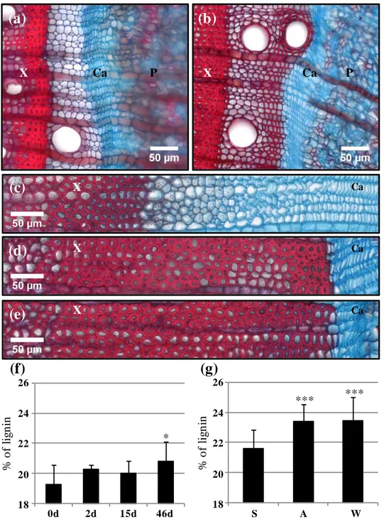 Figure  2:  Cold  enhances  lignin  deposition  in  xylem  SCW.  (a–e)  Safranin-Astra  Blue  double  staining of transverse sections from the stems of young plants (a, control; b, 46 days of cold exposure)  and  adult  trees  (c,  summer;  d,  autumn  and